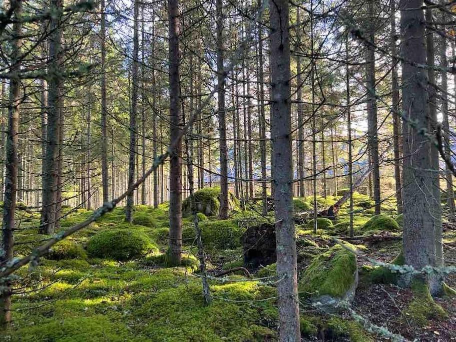 Gaeststuga 100M Fran Sjoen Vislanda Kültér fotó